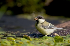 Koolmees-13_Great-Tit_Parus-major_11I8934