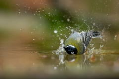 Koolmees-14_Great-Tit_Parus-major_Z4T1739