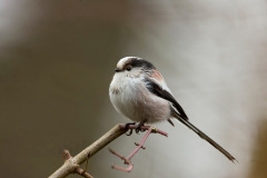 Staartmees-04_Long-tailed-Tit_Aegithalos-caudatus_Z4T7918