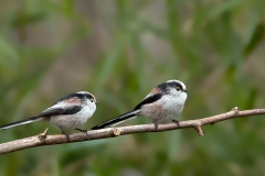 Staartmees-09_Long-tailed-Tit_Aegithalos-caudatus_11I6145