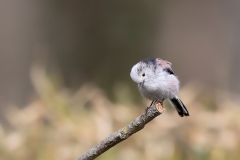 Staartmees-12_Long-tailed-Tit_Aegithalos-caudatus_AD9A1921
