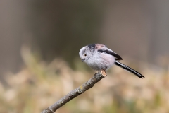 Staartmees-13_Long-tailed-Tit_Aegithalos-caudatus_AD9A1925