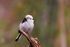 Staartmees-14_Long-tailed-Tit_Aegithalos-caudatus_D9A9144