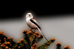 Witkopstaartmees-02_Northern-Long-tailed-Tit_Aegithalos-caudatus-caudatus_P5A1403