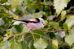 Witkopstaartmees-03_Northern-Long-tailed-Tit_Aegithalos-caudatus-caudatus_P5A2928