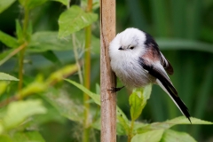 Witkopstaartmees-04_Northern-Long-tailed-Tit_Aegithalos-caudatus-caudatus_P5A3051