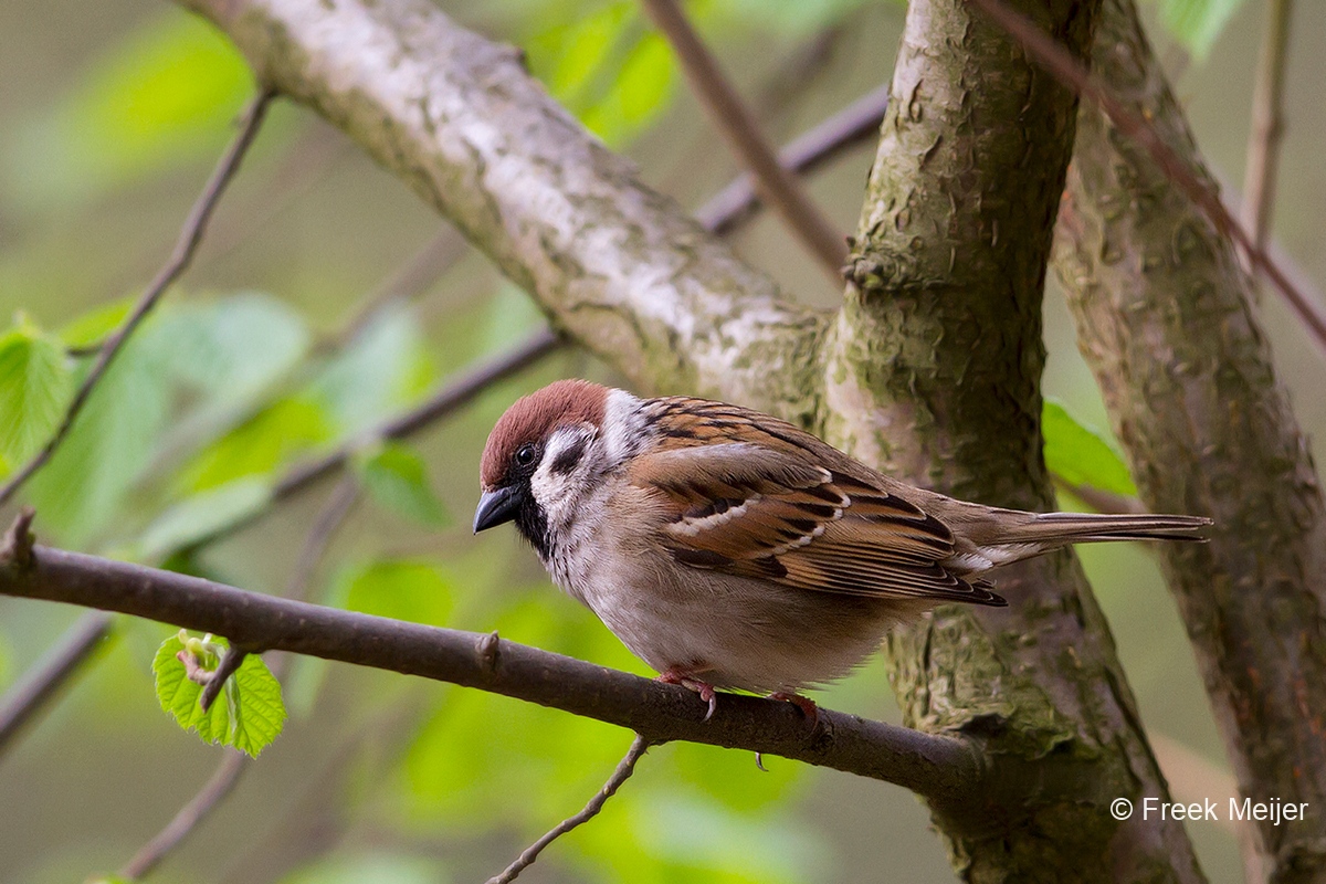 Ringmus-01_Eurasian-Tree-Sparrow_Passer-montanus_MG_0478