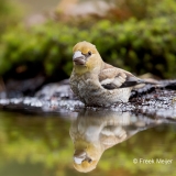 Appelvink-21_Hawfinch_Coccothraustes-coccothraustes_11I8984