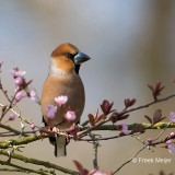 Appelvink-28_Hawfinch_Coccothraustes-coccothraustes_11I2840