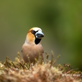 Appelvink-32_Hawfinch_Coccothraustes-coccothraustes_11I3470