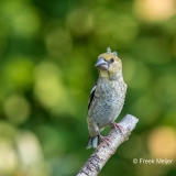 Appelvink-35_Hawfinch_Coccothraustes-coccothraustes_11I3584