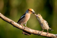 Appelvink-38_Hawfinch_Coccothraustes-coccothraustes_11I3596