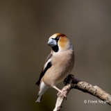 Appelvink-46_Hawfinch_Coccothraustes-coccothraustes_AD9A1428