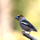 Appelvink-49_Hawfinch_Coccothraustes-coccothraustes_AD9A1789