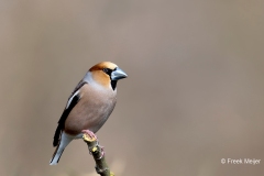 Appelvink-50_Hawfinch_Coccothraustes-coccothraustes_AD9A1861