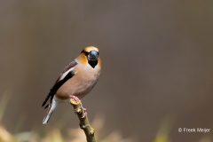 Appelvink-51_Hawfinch_Coccothraustes-coccothraustes_AD9A1864