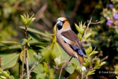 Appelvink-52_Hawfinch_Coccothraustes-coccothraustes_AD9A1873