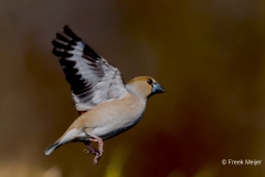 Appelvink-53_Hawfinch_Coccothraustes-coccothraustes_AD9A1891