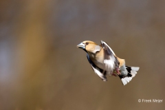 Appelvink-54_Hawfinch_Coccothraustes-coccothraustes_AD9A1893