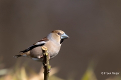 Appelvink-55_Hawfinch_Coccothraustes-coccothraustes_AD9A1901