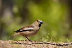 Appelvink-56_Hawfinch_Coccothraustes-coccothraustes_AD9A2916