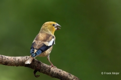Appelvink-57_Hawfinch_Coccothraustes-coccothraustes_9E8A1775