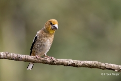Appelvink-58_Hawfinch_Coccothraustes-coccothraustes_AD9A3855