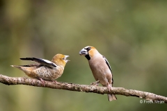 Appelvink-59_Hawfinch_Coccothraustes-coccothraustes_AD9A3859
