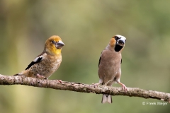 Appelvink-62_Hawfinch_Coccothraustes-coccothraustes_AD9A3872