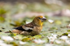 Appelvink-64_Hawfinch_Coccothraustes-coccothraustes_AD9A3889