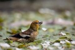 Appelvink-65_Hawfinch_Coccothraustes-coccothraustes_AD9A3908