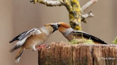 Appelvink-66_Hawfinch_Coccothraustes-coccothraustes_E8A3977
