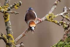 Appelvink-67_Hawfinch_Coccothraustes-coccothraustes_E8A3982