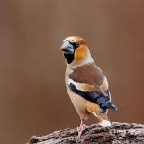 Appelvink-68_Hawfinch_Coccothraustes-coccothraustes_E8A4327