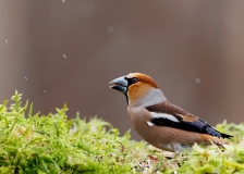 Appelvink-69_Hawfinch_Coccothraustes-coccothraustes_E8A4913