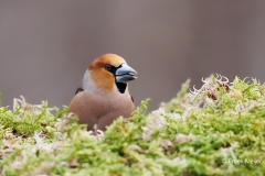 Appelvink-70_Hawfinch_Coccothraustes-coccothraustes_E8A4714