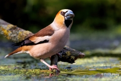 Appelvink-71_Hawfinch_Coccothraustes-coccothraustes__E8A7683