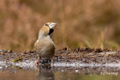 Appelvink-72_Hawfinch_Coccothraustes-coccothraustes_P5A4482