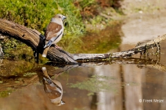 Appelvink-80_Hawfinch_Coccothraustes-coccothraustes_P5A0183