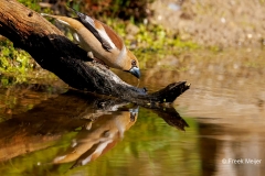 Appelvink-87_Hawfinch_Coccothraustes-coccothraustes_P5A0550