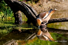 Appelvink-90_Hawfinch_Coccothraustes-coccothraustes_P5A3254