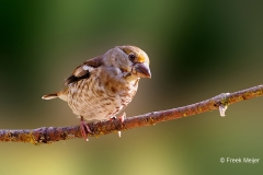 Appelvink-92_Hawfinch_Coccothraustes-coccothraustes_P5A3770