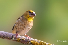 Appelvink-95_Hawfinch_Coccothraustes-coccothraustes_P5A3795