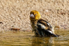 Appelvink-96_Hawfinch_Coccothraustes-coccothraustes_P5A3825