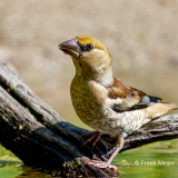 Appelvink-97_Hawfinch_Coccothraustes-coccothraustes_P5A3855