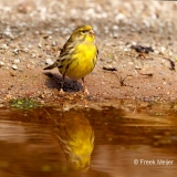 Europese-Kanarie-15_European-Serin_Serinus-serinus_D9A8415