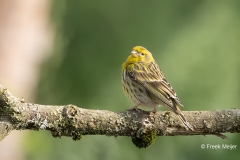 Europese-Kanarie-25_European-Serin_Serinus-serinus_1P5A0447