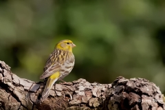 Europese-Kanarie-26_European-Serin_Serinus-serinus_1P5A0532