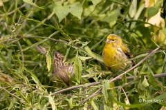 Europese-Kanarie-27_European-Serin_Serinus-serinus_1P5A0623