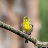 Europese-Kanarie-28_European-Serin_Serinus-serinus_1P5A0635